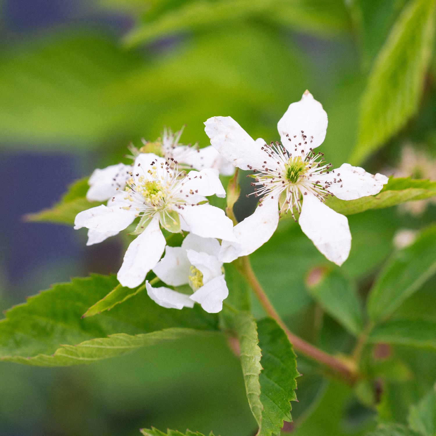 Rubus canadensis - Smooth Blackberry