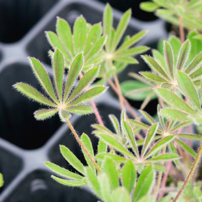 Lupinus perennis - Lupine