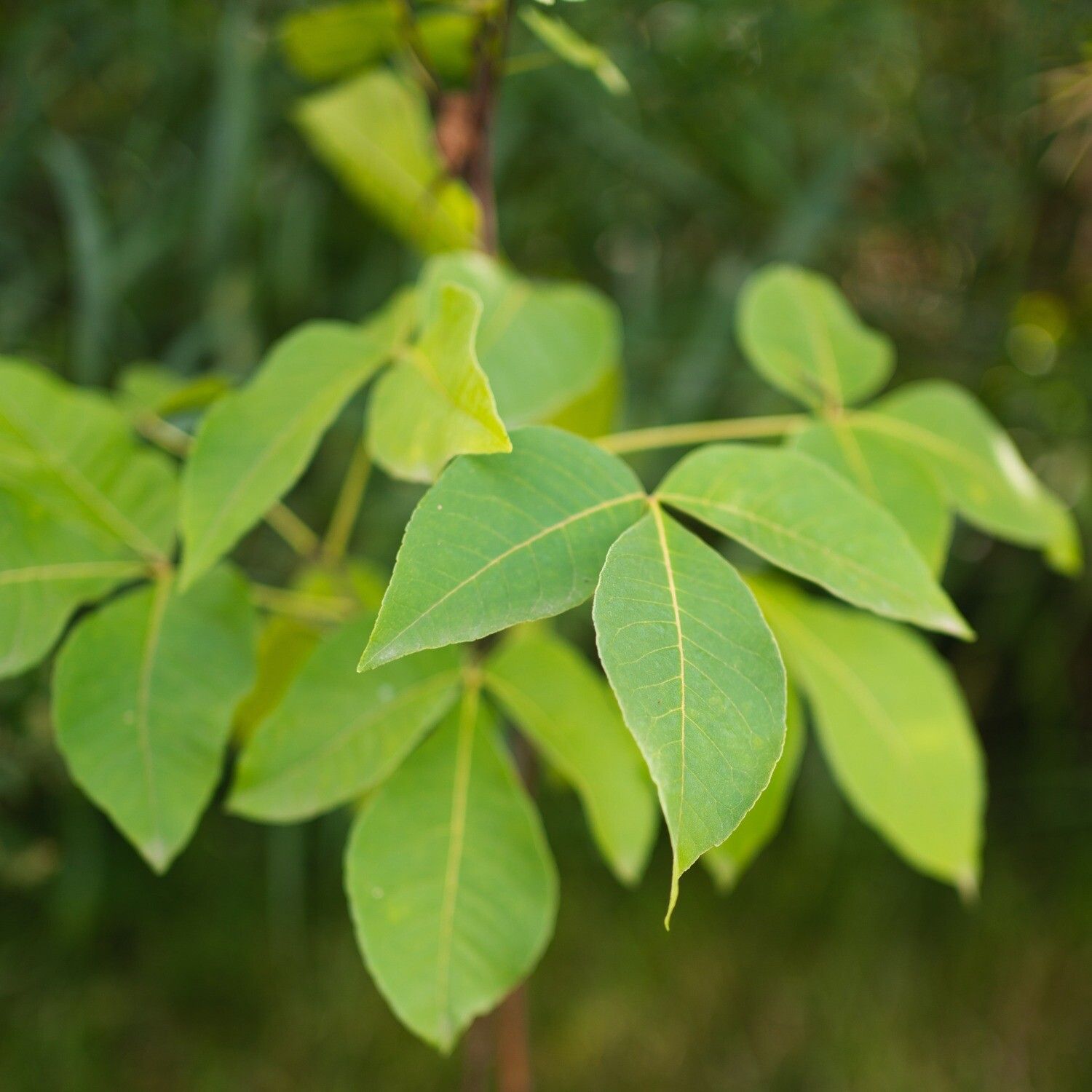 Ptelea trifoliata - Common Hoptree