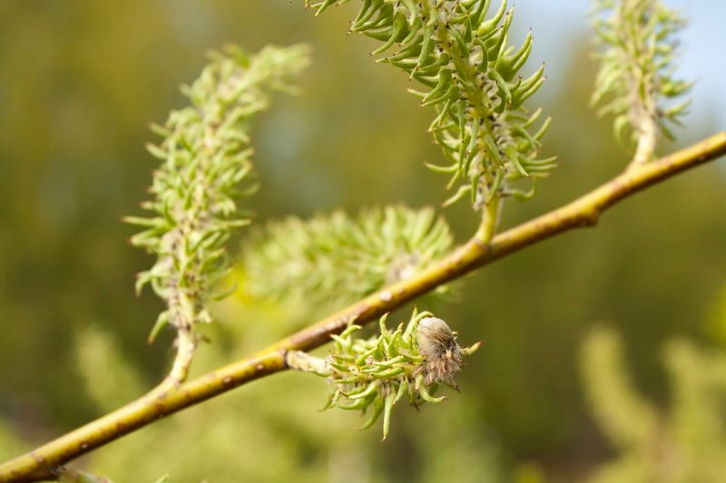 Salix discolor - Pussy Willow