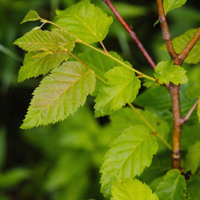 Betula lenta - Cherry Birch