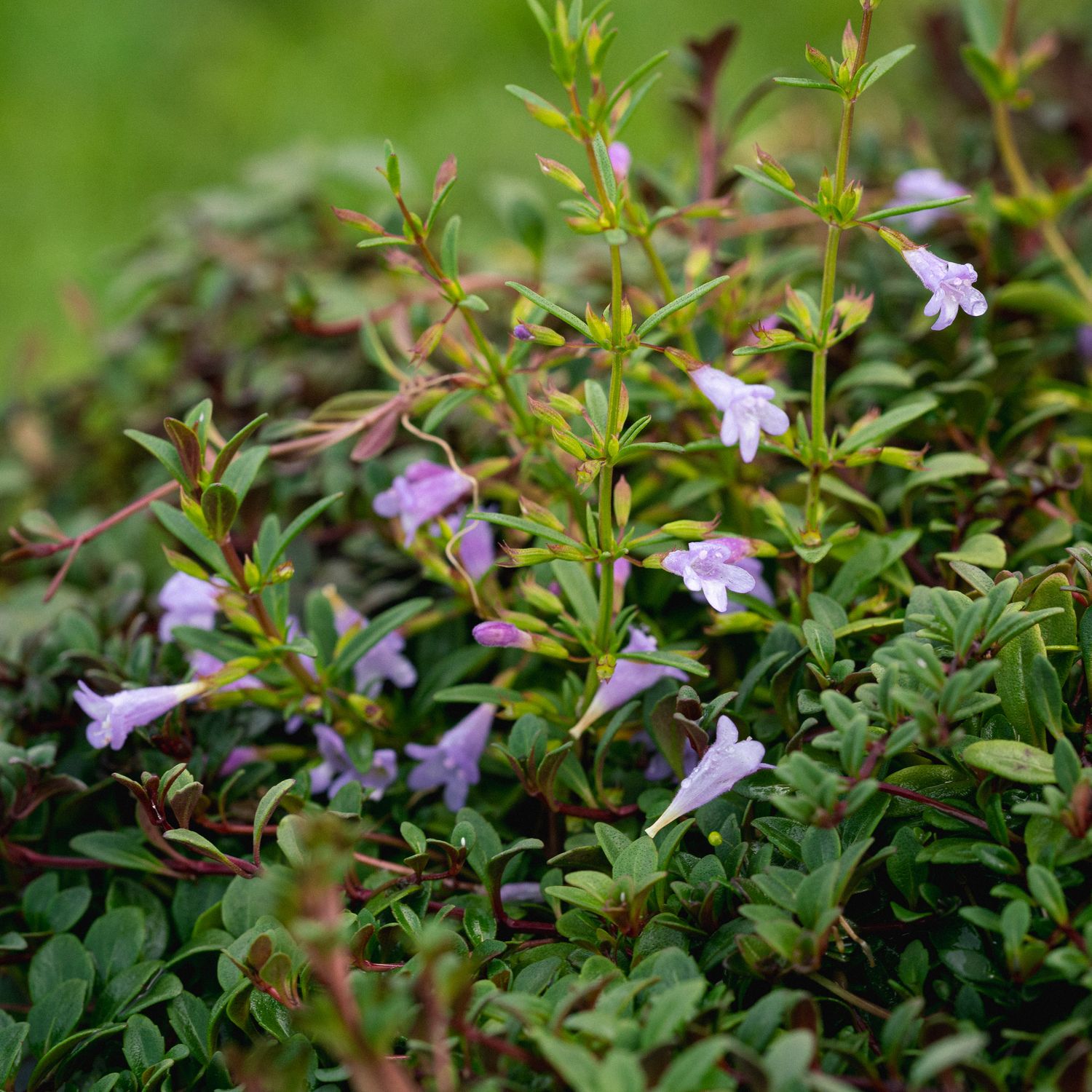 Clinopodium arkansanum - Low Calamint
