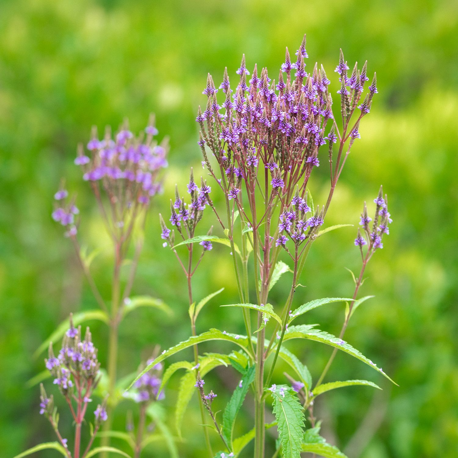 Verbena hastata - Blue Vervain