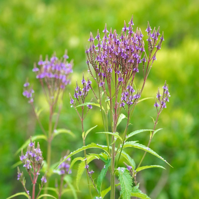 Verbena hastata - Blue Vervain