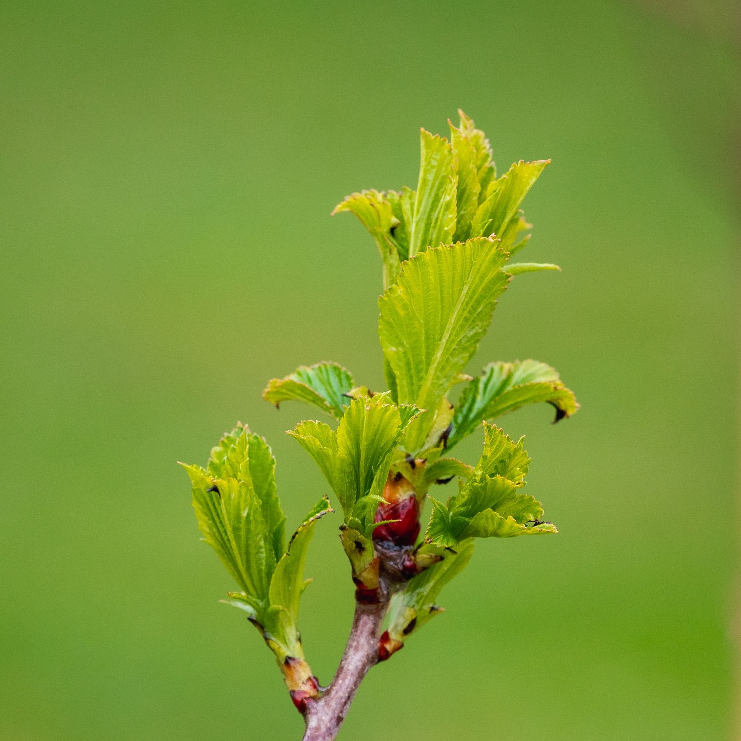 Crataegus punctata - Dotted Hawthorn