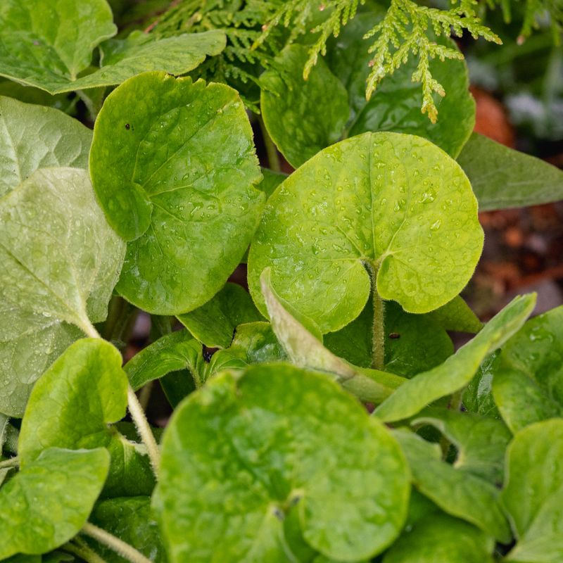 Asarum canadense - Wild Ginger