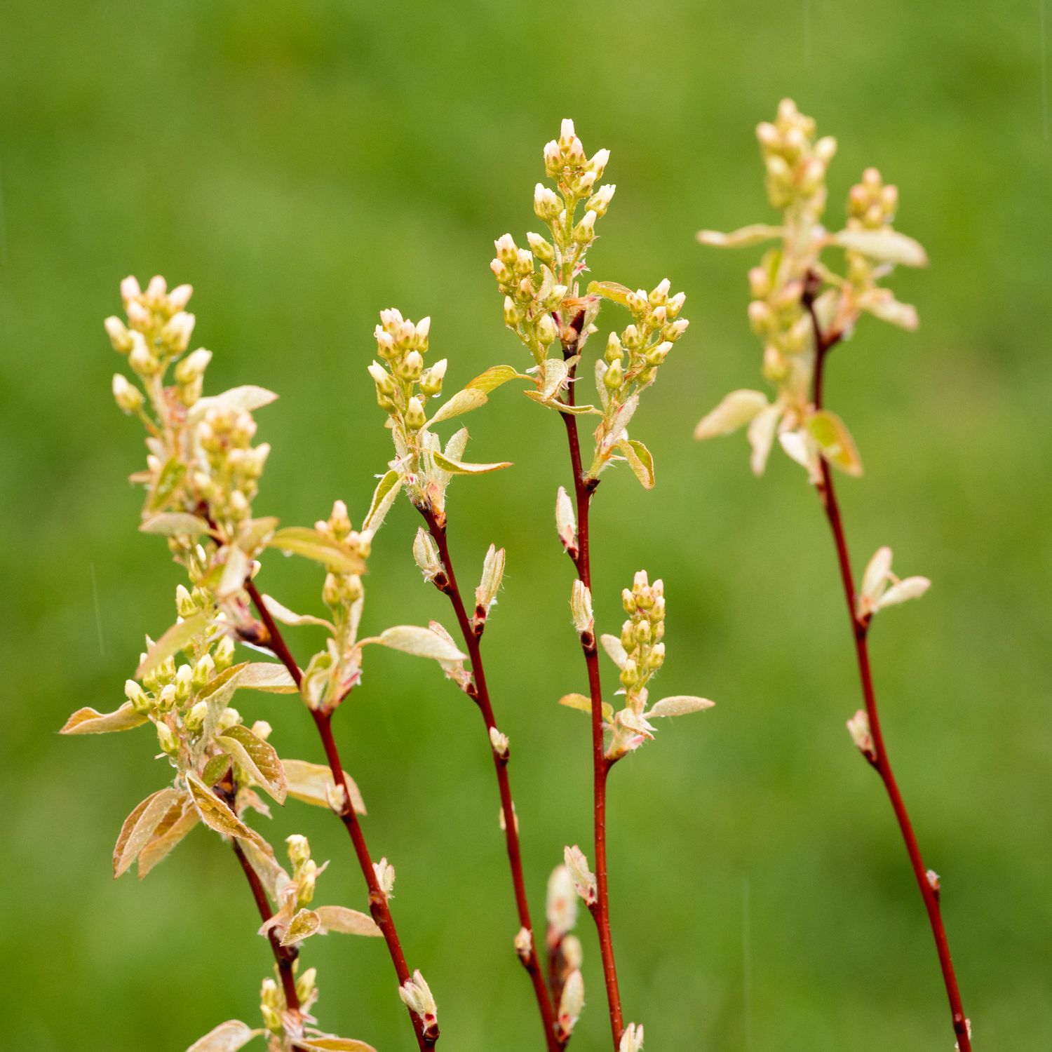Amelanchier humilis - Low Serviceberry