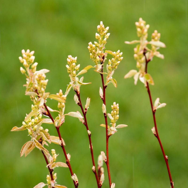 Amelanchier humilis - Low Serviceberry