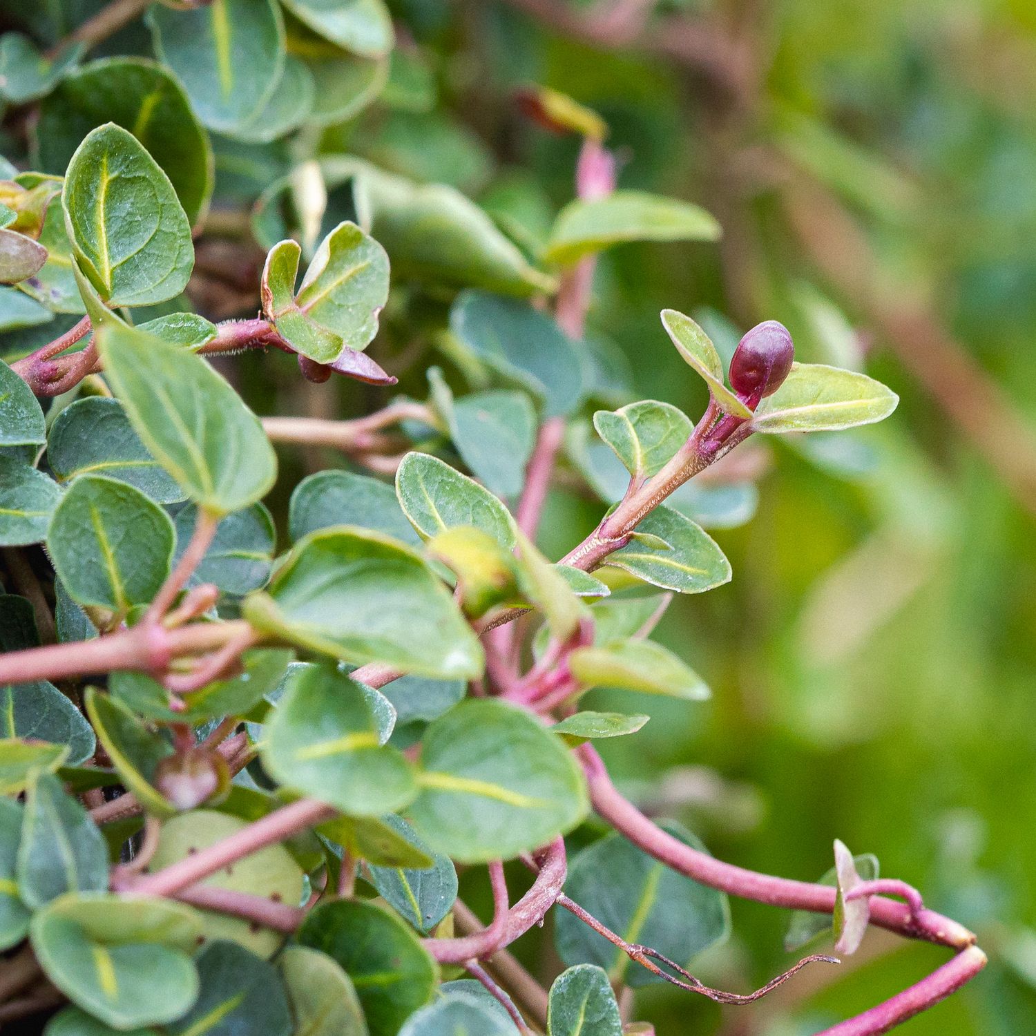 Mitchella repens - Partridgeberry