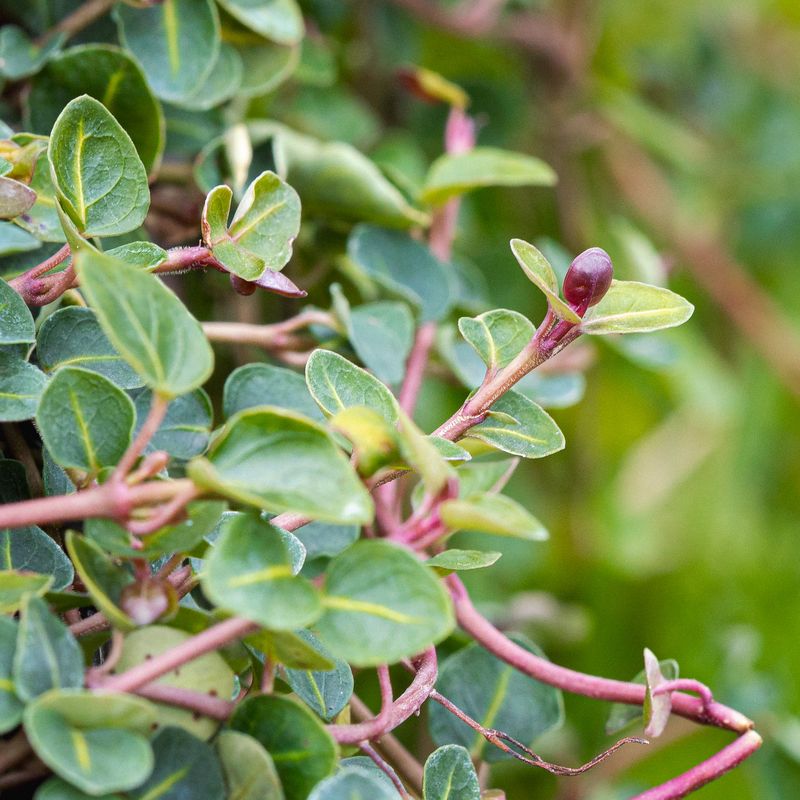 Mitchella repens - Partridgeberry