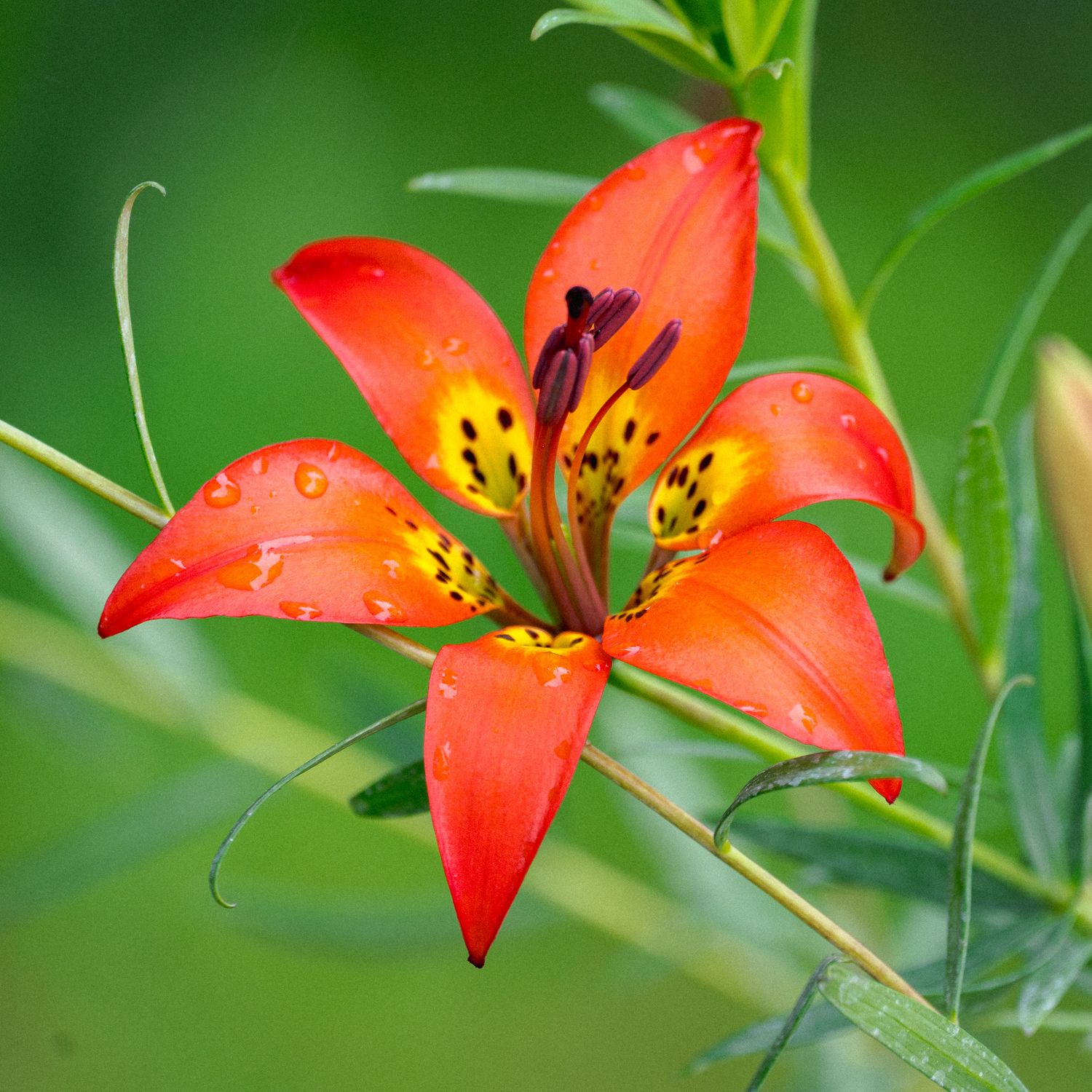 Lilium philadelphicum - Wood Lily