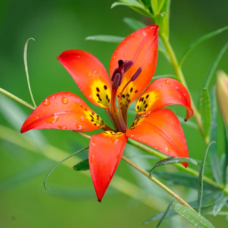 Lilium philadelphicum - Wood Lily