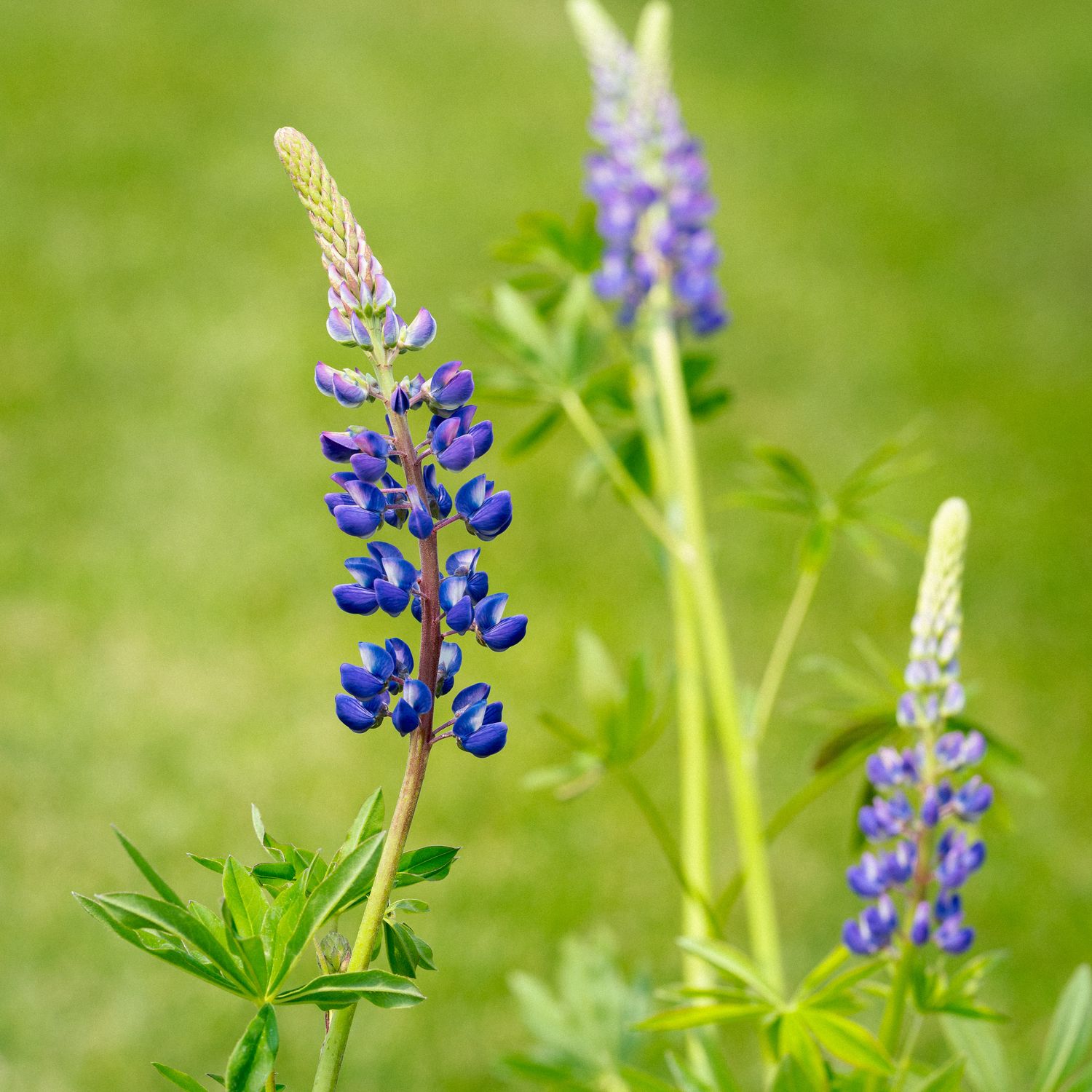Lupinus perennis - Wild Lupine