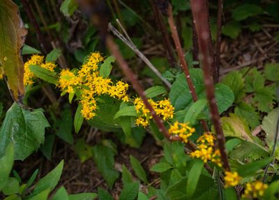 Solidago caesia - Blue-stemmed Goldenrod