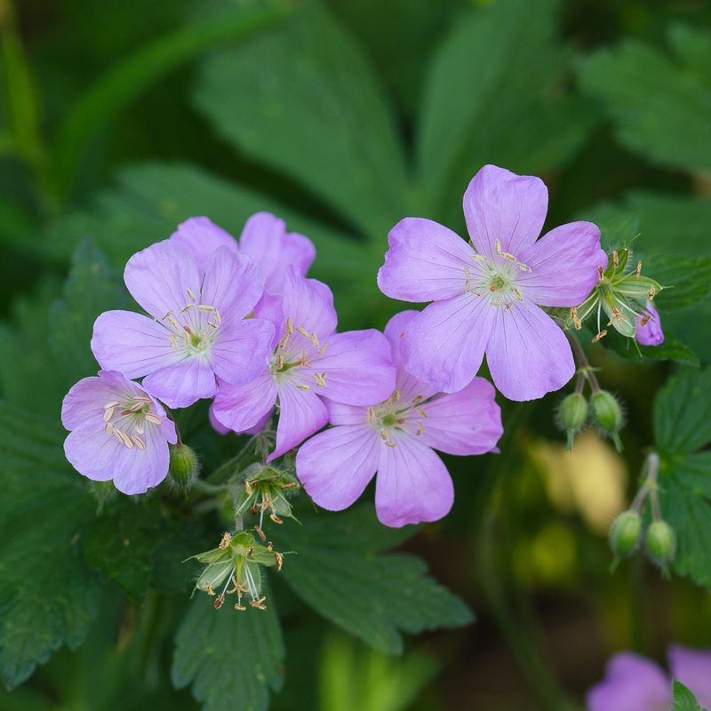 Geranium maculatum - Wild Geranium