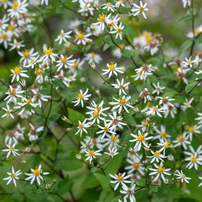 Eurybia divaricata - White Wood Aster