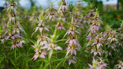 Monarda punctata - Dotted Mint