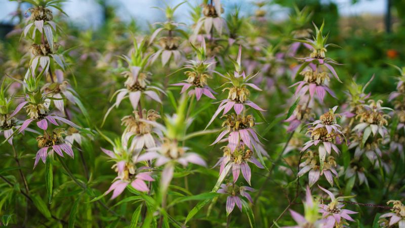 Monarda punctata - Dotted Mint