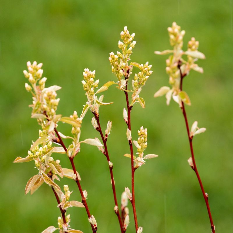 Amelanchier humilis - Low Serviceberry