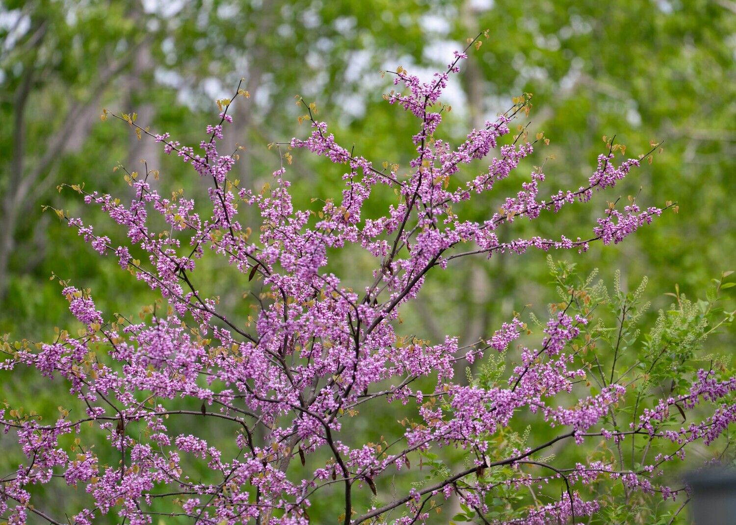 Cercis canadensis - Eastern Redbud