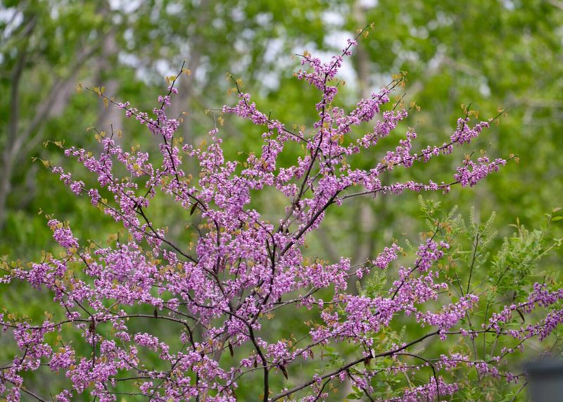 Cercis canadensis - Eastern Redbud