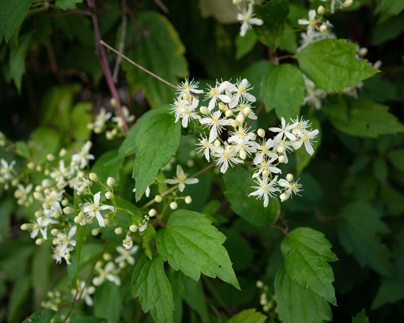Clematis virginiana - Virgins Bower