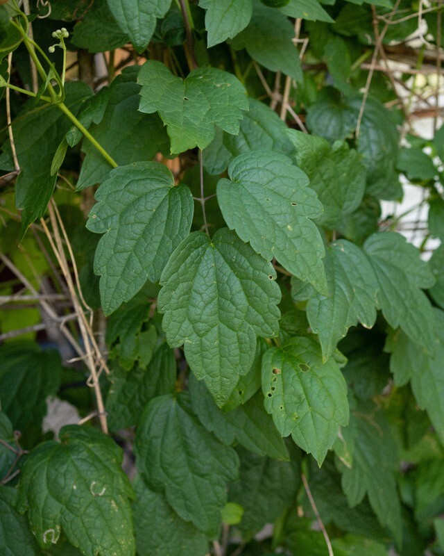 Clematis virginiana - Virgins Bower