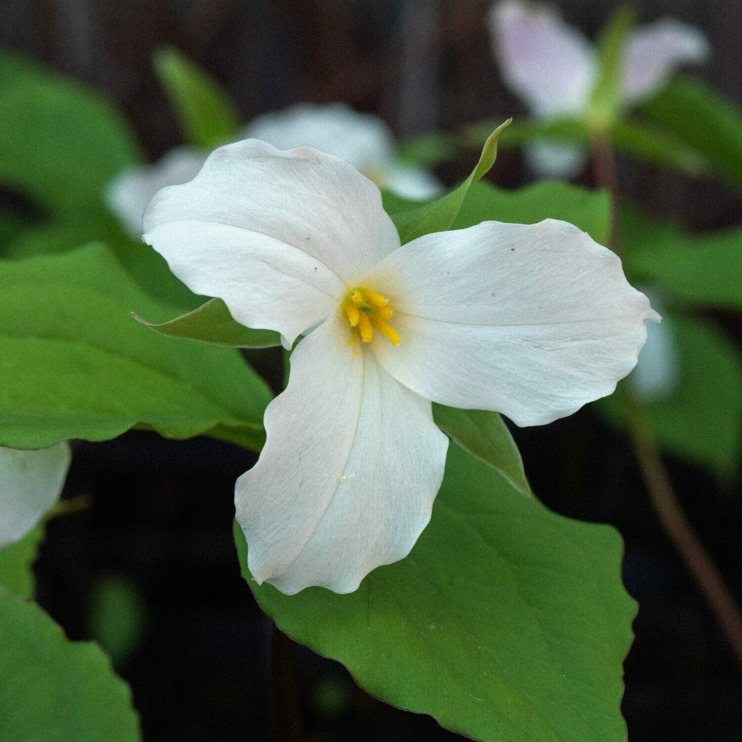 Trillium grandiflorum - White Trillium Trillium grandiflorum - White Trillium