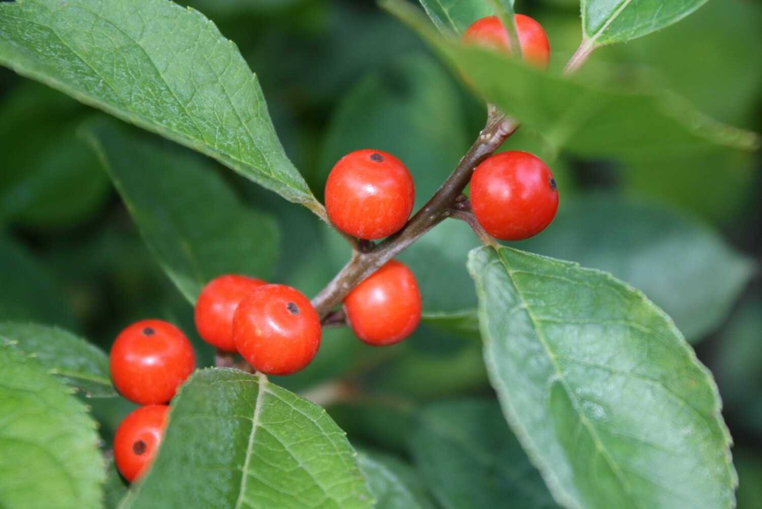 Ilex verticillata - Winterberry
