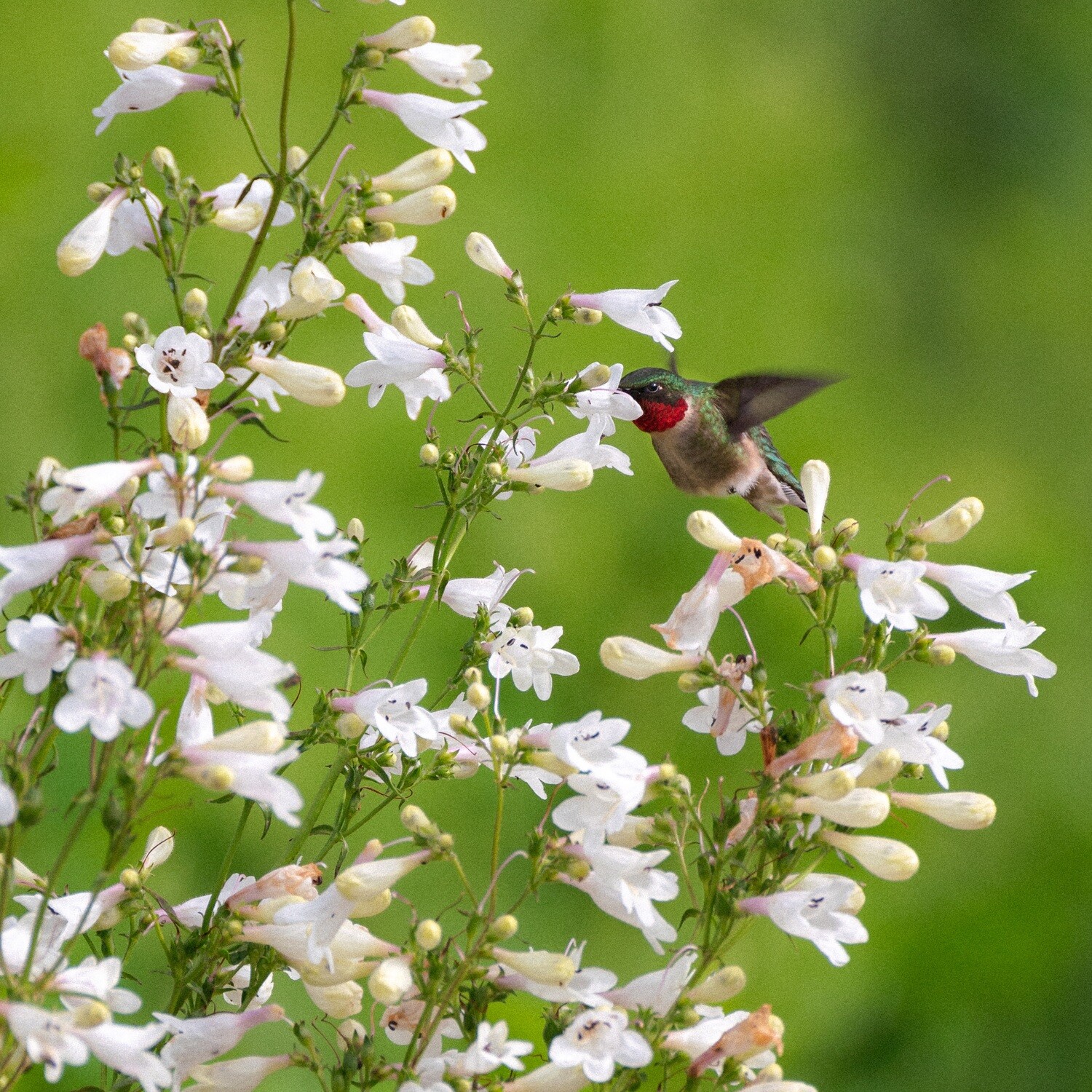 Penstemon digitalis - Foxglove Beardtongue
