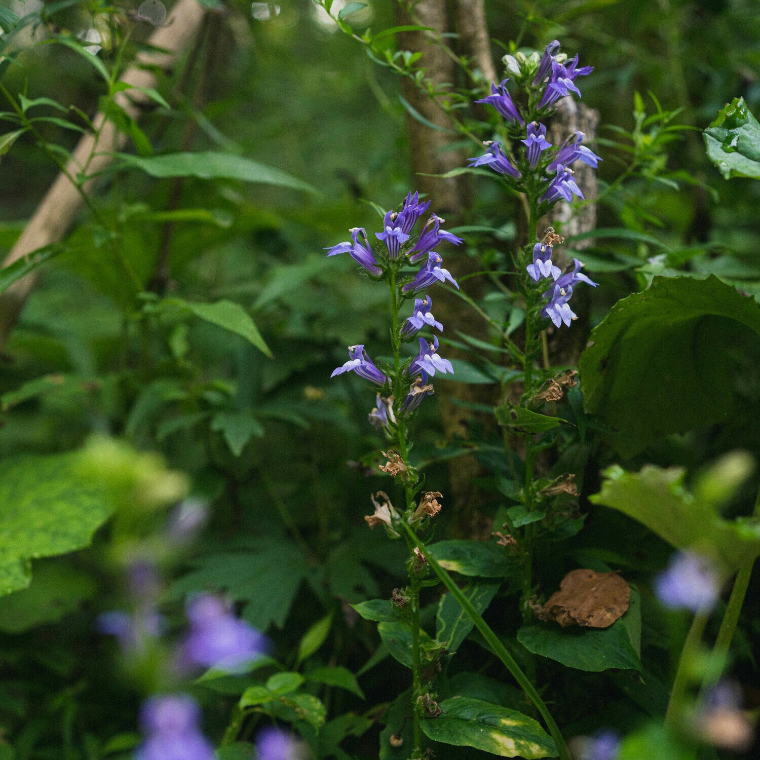 Lobelia siphilitica - Great Blue Lobelia