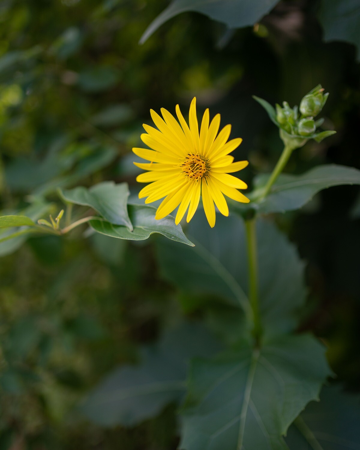 Silphium perfoliatum - Cup-plant Silphium perfoliatum - Cup-plant