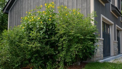 Silphium perfoliatum - Cup-plant