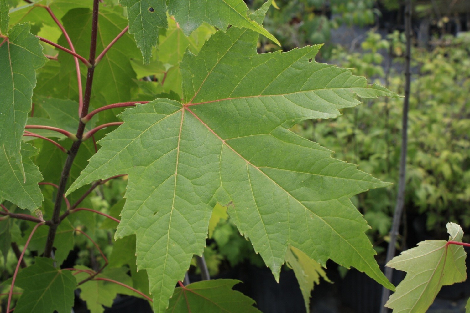 Acer x freemani - Freeman's Maple