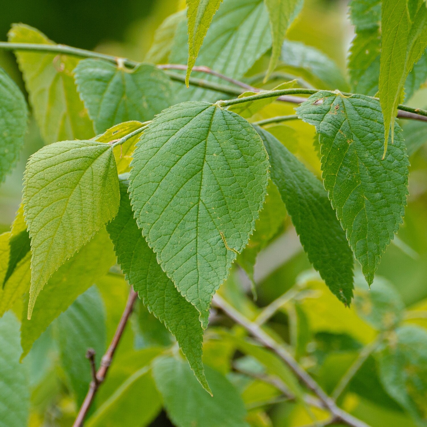 Celtis occidentalis - Hackberry