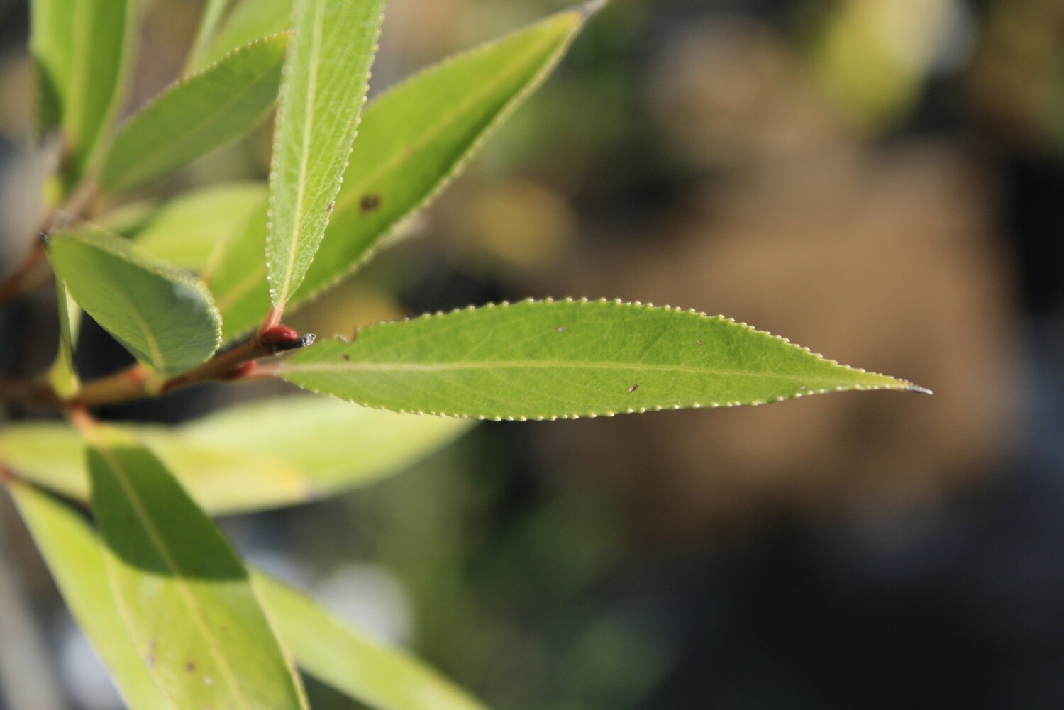 Salix nigra - Black Willow