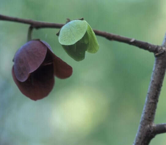 Asimina triloba - Paw Paw