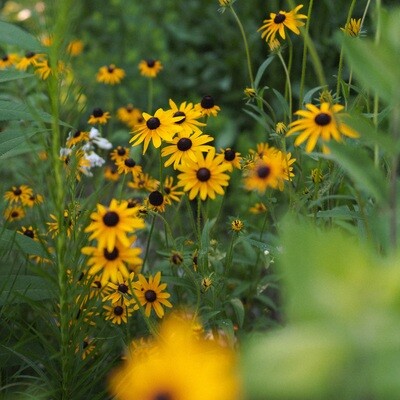 Rudbeckia hirta - Black-eyed Susan Rudbeckia hirta - Black-eyed Susan
