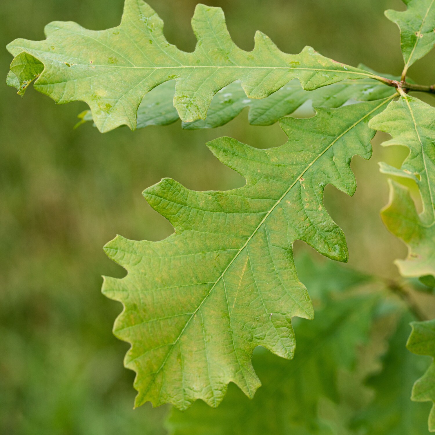 Quercus macrocarpa - Bur Oak