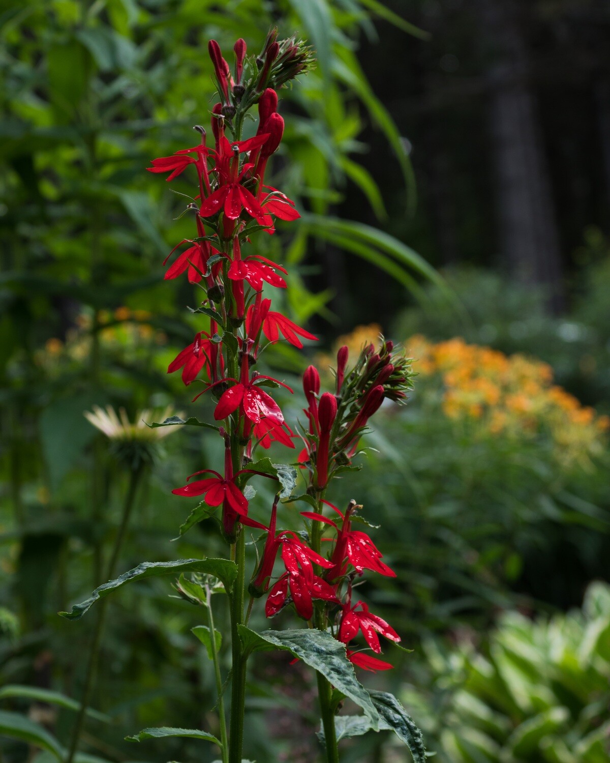 Lobelia cardinalis - Cardinal Flower