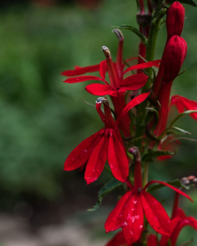 Lobelia cardinalis - Cardinal Flower Lobelia cardinalis - Cardinal Flower