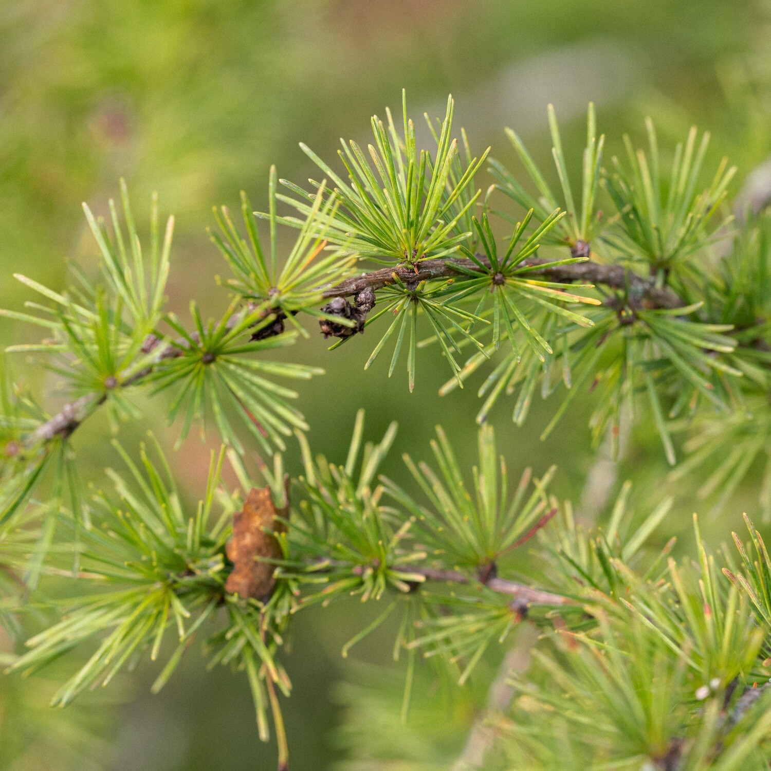 Larix laricina - Tamarack