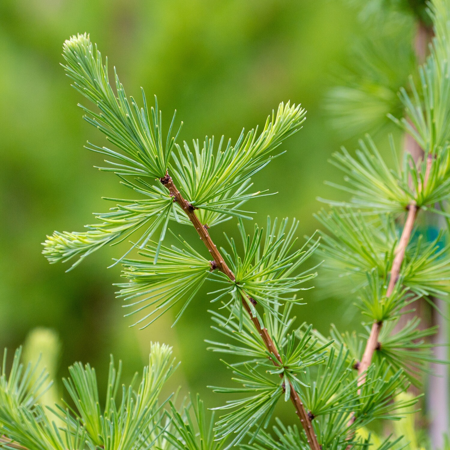 Larix laricina - Tamarack