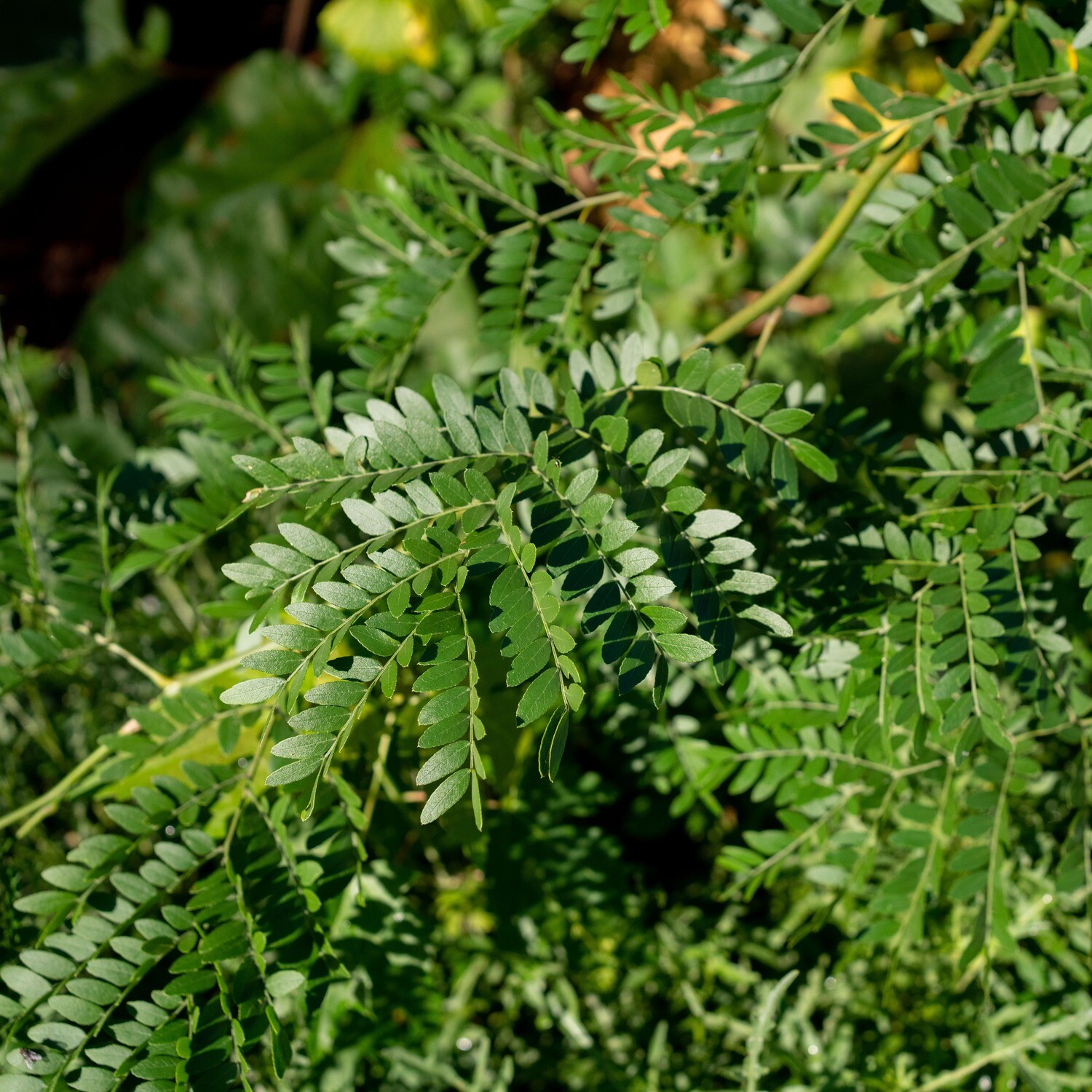 Gleditsia triacanthos - Honey Locust