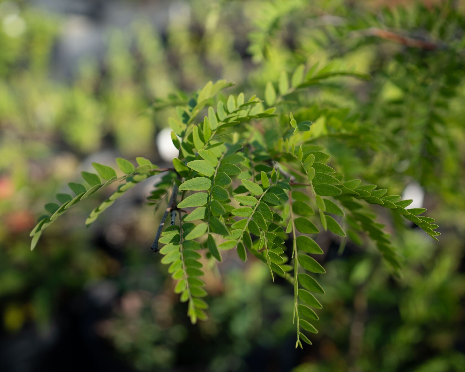 Gleditsia triacanthos - Honey Locust