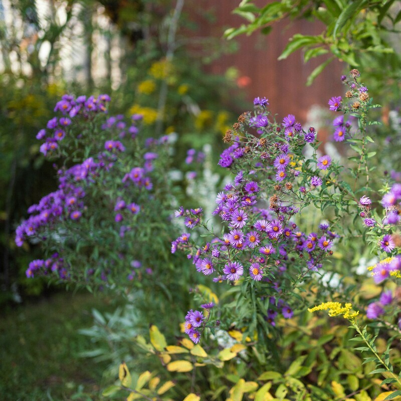 Symphyotrichum novae-angliae - New England Aster