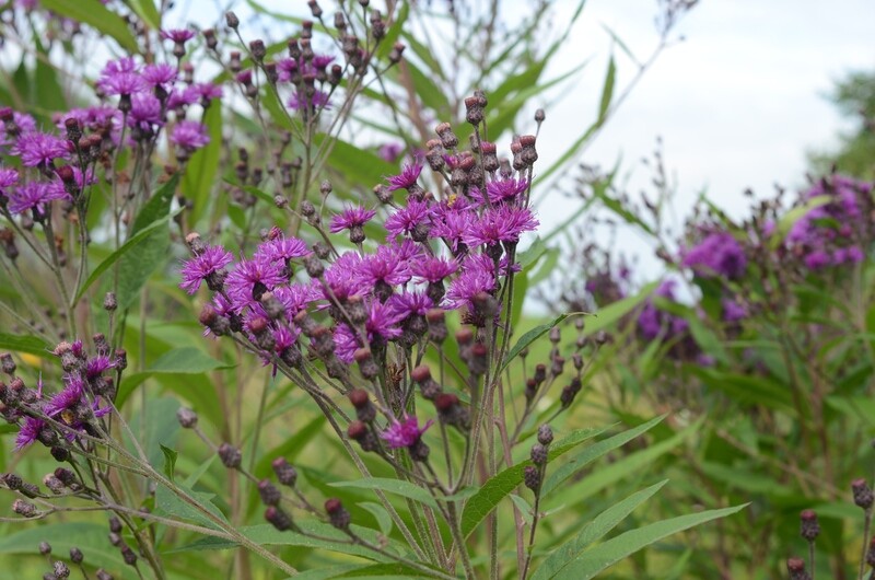 Vernonia missurica - Missouri Ironweed
