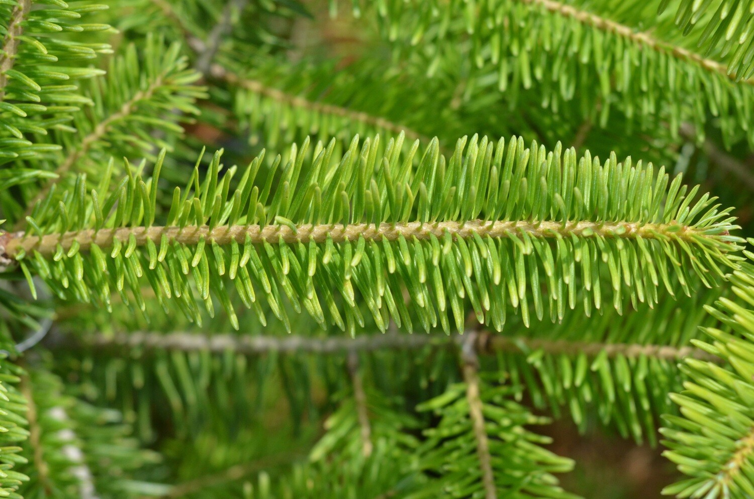 Abies balsamea - Balsam Fir