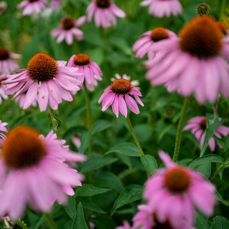 Echinacea purpurea - Purple Coneflower Echinacea purpurea - Purple Coneflower