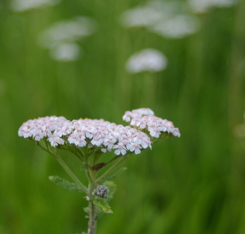 Achillea millefolium - White Yarrow